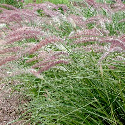 Pennisetum orientale 'Karley Rose'
