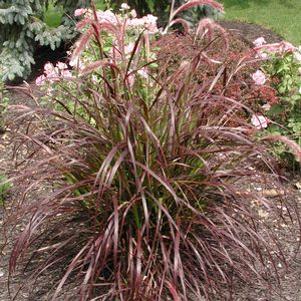 Pennisetum setaceum 'Rubrum'