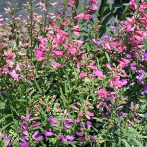 Penstemon barbatus 'Praecox Nanus Rondo'