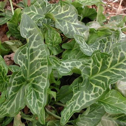 Arum italicum 'Pictum'