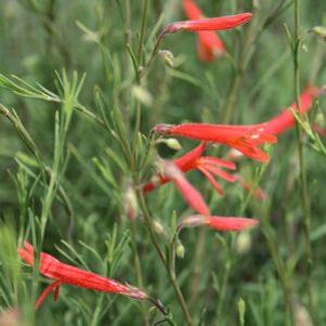 Penstemon pinifolius
