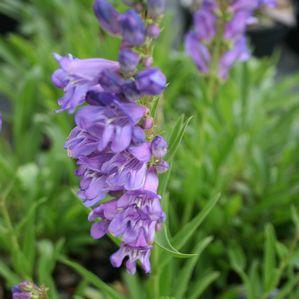 Penstemon strictus