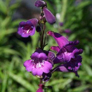 Penstemon strictus 'Midnight Blue'