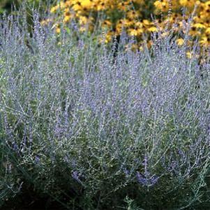Perovskia atriplicifolia 'Filigran'