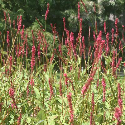 Persicaria amplexicaulis 'Firetail'