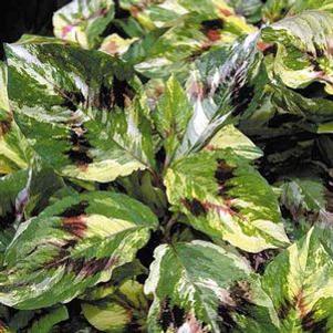 Persicaria virginiana var. filiformis 'Painter's Palette'