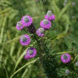 Petalostemon (Dalea) purpurea 'Prairie Purple'