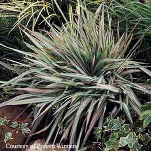 Phalaris arundinacea 'Dwarf Garters'