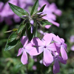 Phlox divaricata x amoena 'Green Spring'