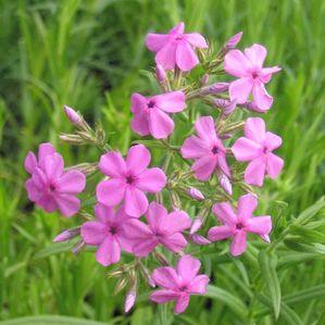 Phlox carolina 'Gypsy Love'