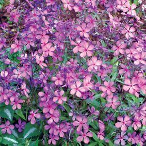Phlox divaricata 'Plum Perfect'