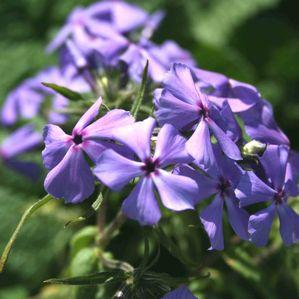 Phlox divaricata 'Mary Helen'