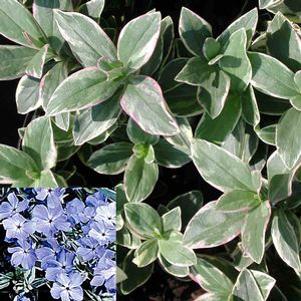 Phlox divaricata 'Montrose Tricolor'