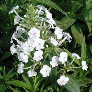 Phlox paniculata 'Flower Power'
