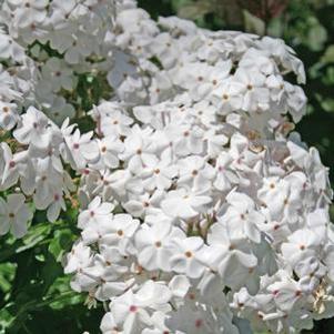 Phlox x 'Minnie Pearl'