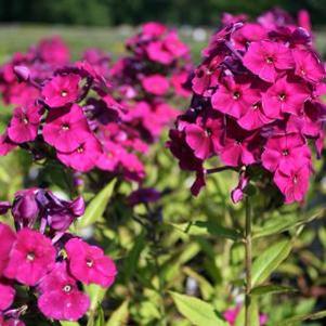 Phlox paniculata 'Wendy House'