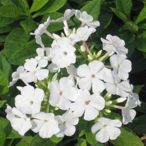 Phlox paniculata 'White Flame'