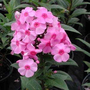 Phlox paniculata 'Eva Cullum'