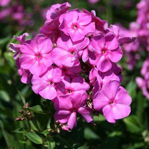 Phlox paniculata 'Little Princess'