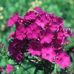 Phlox paniculata 'Nicky'
