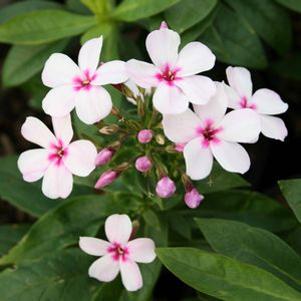 Phlox paniculata 'White Eye Flame'