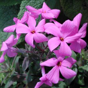 Phlox stolonifera 'Pink Ridge'