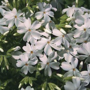 Phlox subulata 'Cotton Candy'