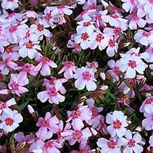 Phlox subulata 'Coral Eyes'
