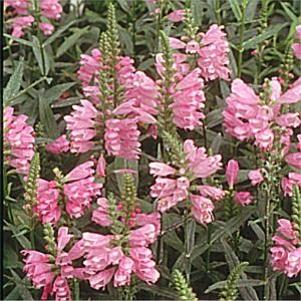 Physostegia virginiana 'Red Beauty'