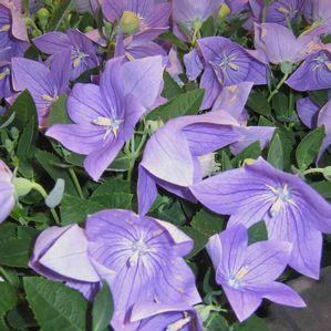 Platycodon grandiflorus 'Miss Tilly Blue'