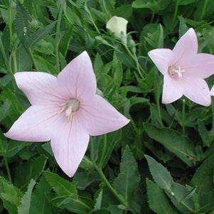 Platycodon grandiflorus 'Fuji Pink'