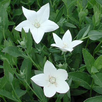 Platycodon grandiflorus 'Fuji White'