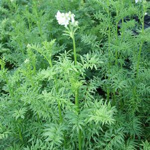Polemonium caeruleum 'Filigree Clouds'