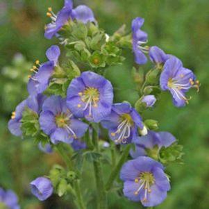 Polemonium viscosum 'Blue Whirl'