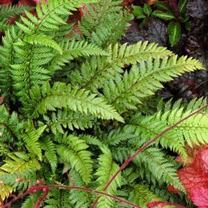 Polystichum neolobatum 'Shiny Holly (Spiny Holly)'