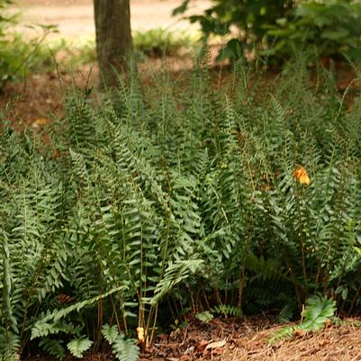 Polystichum acrostichoides