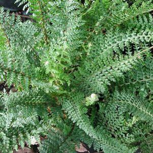 Polystichum setiferum 'Herrenhausen'
