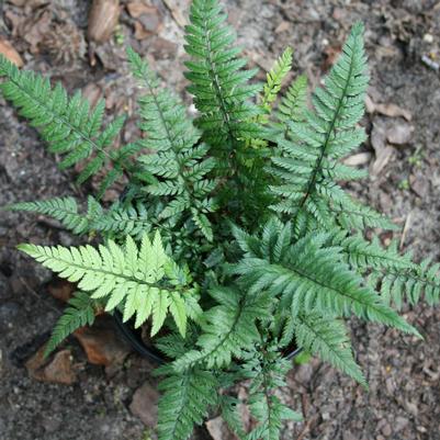 Polystichum tsus-simense