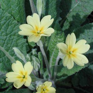 Primula vulgaris