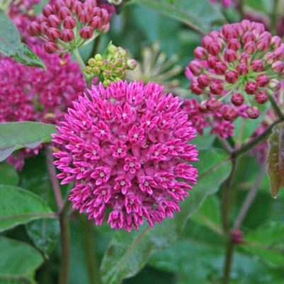 Asclepias purpurascens