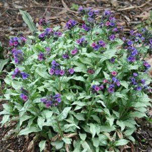 Pulmonaria  'Diane Clare'