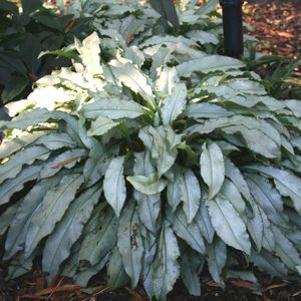Pulmonaria  'Majeste'