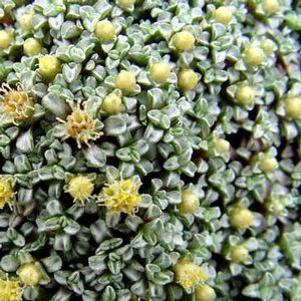 Raoulia australis