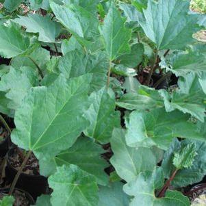Rheum palmatum var. tanguticum