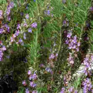 Rosemary  'Blue Spire'