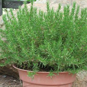 Rosemary 'Joanna Reed'