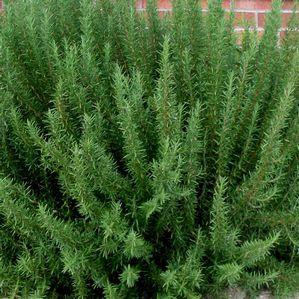 Rosemary  'Salem'