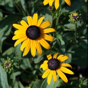 Rudbeckia fulgida 'Early Bird Gold'