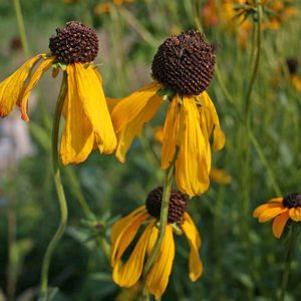 Rudbeckia grandiflora 'Sundance'