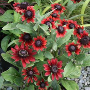 Rudbeckia hirta 'Cherry Brandy'